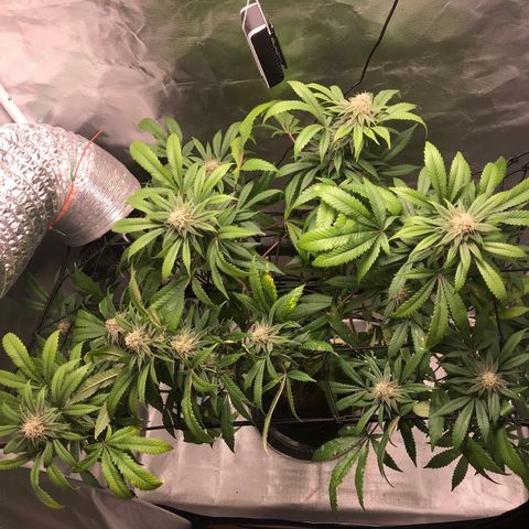 Petra growlog photo: 5ta semana