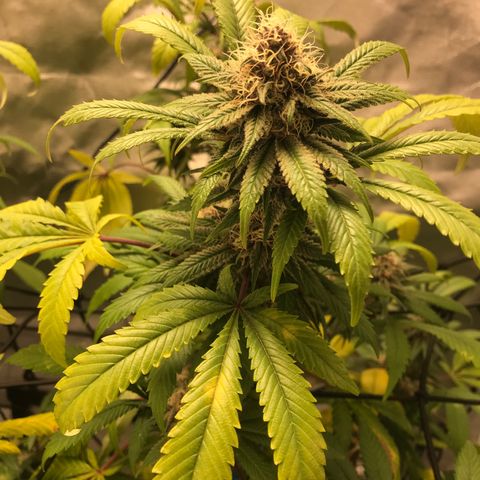 Petra growlog photo: Semana 6
