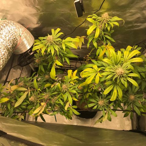 Petra growlog photo: Semana 6