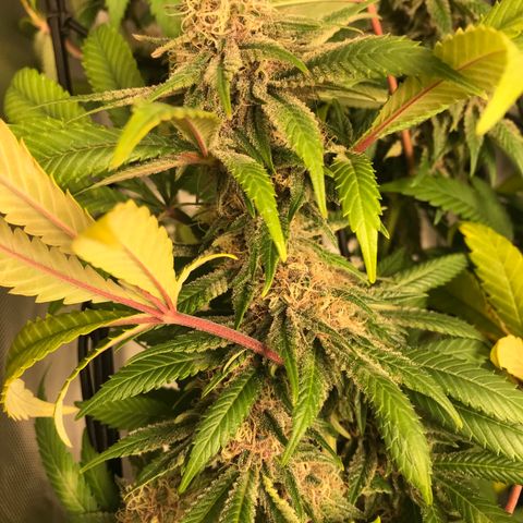 Petra growlog photo: Semana 6