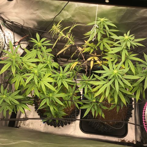 María  growlog photo: 2 semana de flora
