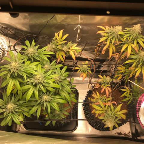 María  growlog photo: Empieza 6 semana