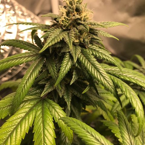 María  growlog photo: Semana 7