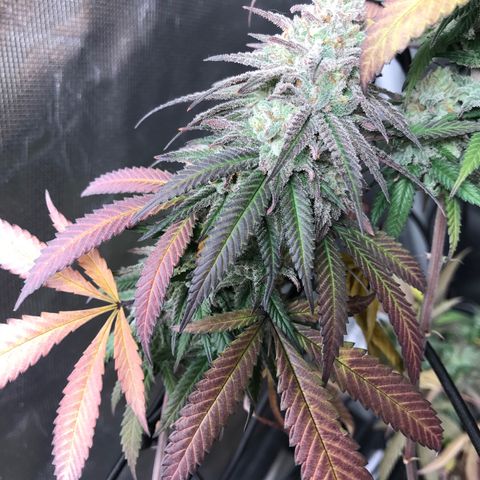 María  growlog photo: Semana 7