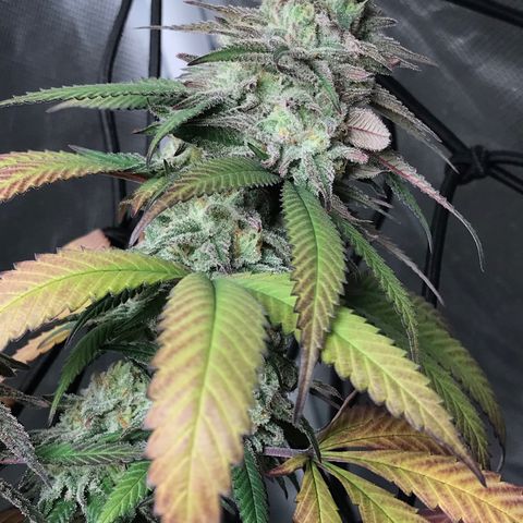 María  growlog photo: Semana 7