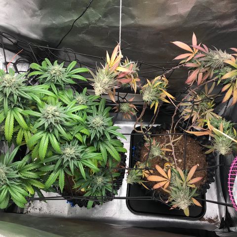 María  growlog photo: Semana 7