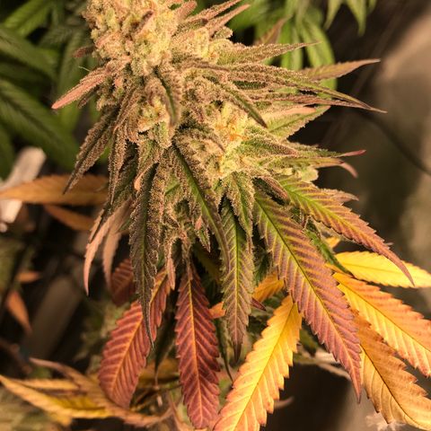 María  growlog photo: Semana 7