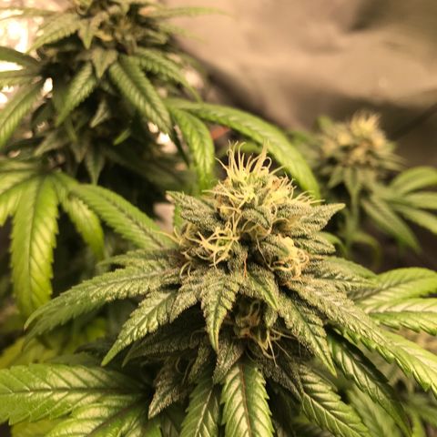 María  growlog photo: Semana 7