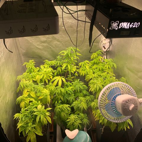 Gorila growlog timeline photo