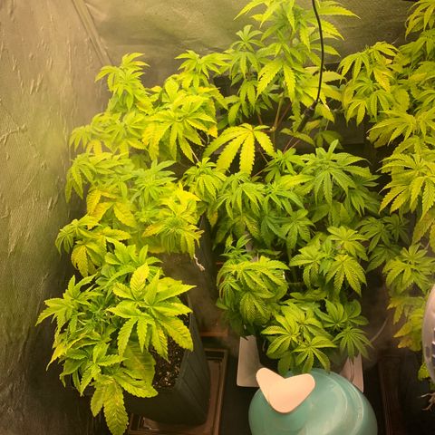 Gorila growlog timeline photo