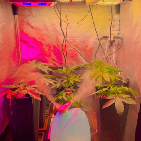 Gorila growlog timeline photo