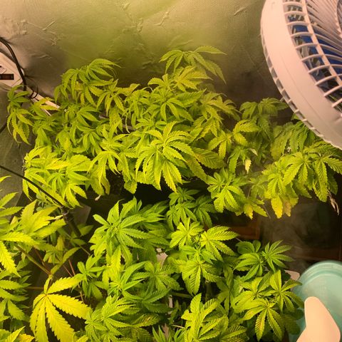 Gorila growlog timeline photo