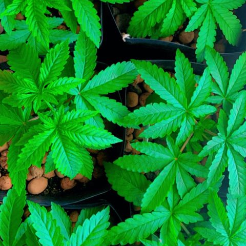 Gorila growlog timeline photo