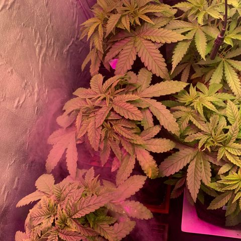 Gorila growlog timeline photo