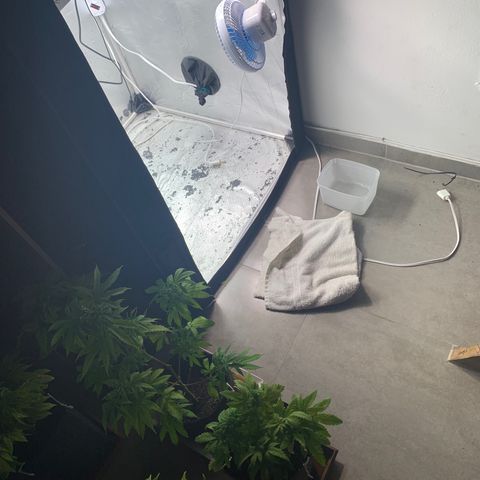 Gorila growlog photo:  
REGA 
LIMPEZA
RETIRADA DAS AMARRAS 

reta final da vegetação preparativos para a flora vim FORTEE 🔥