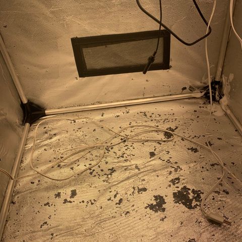 Gorila growlog photo:  
REGA 
LIMPEZA
RETIRADA DAS AMARRAS 

reta final da vegetação preparativos para a flora vim FORTEE 🔥