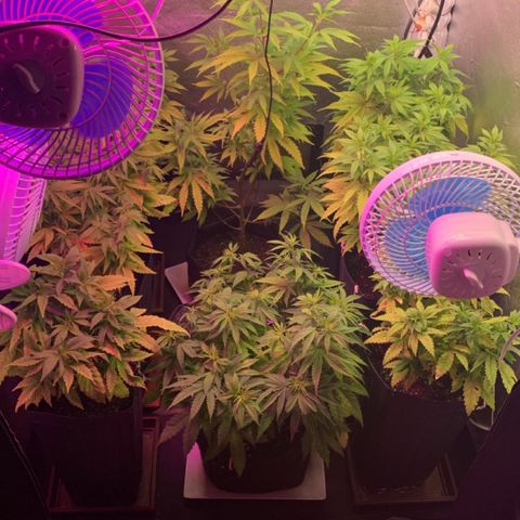 Gorila growlog photo: INÍCIO DE FLORA COM PROBLEMAS NO CONTROLE DA UMIDADE DEVIDO A FORTES CHUVAS , POREM LEVANDO NO PADRÃO 🔥🔥🔥