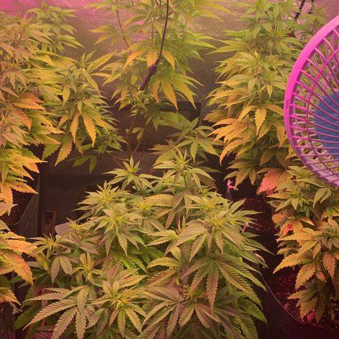Gorila growlog photo: INÍCIO DE FLORA COM PROBLEMAS NO CONTROLE DA UMIDADE DEVIDO A FORTES CHUVAS , POREM LEVANDO NO PADRÃO 🔥🔥🔥