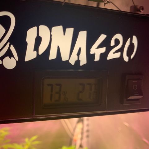 Gorila growlog timeline photo