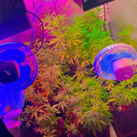 Gorila growlog photo: REGA 
DESFOLIACAO 
AMARRA PARCIAL 



