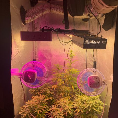 Gorila growlog photo: FLORA FORTE 💪🔥