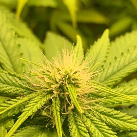 Gorila growlog photo: FLORA FORTE 💪🔥