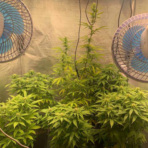 Gorila growlog photo: FLORA FORTE 💪🔥
