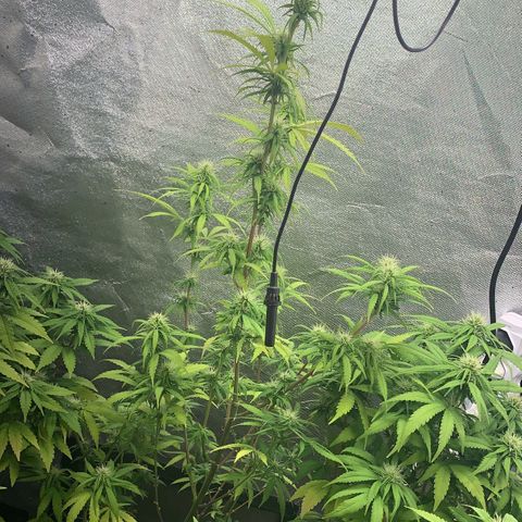 Gorila growlog photo: REGA E DESFOLIACAO 🔥🔥🔥🔥 