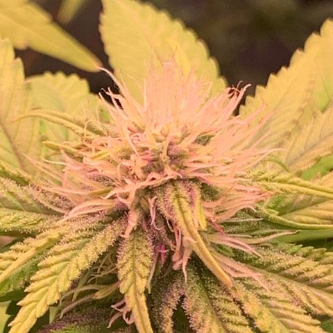 Gorila growlog photo: REGA E DESFOLIACAO 🔥🔥🔥🔥 