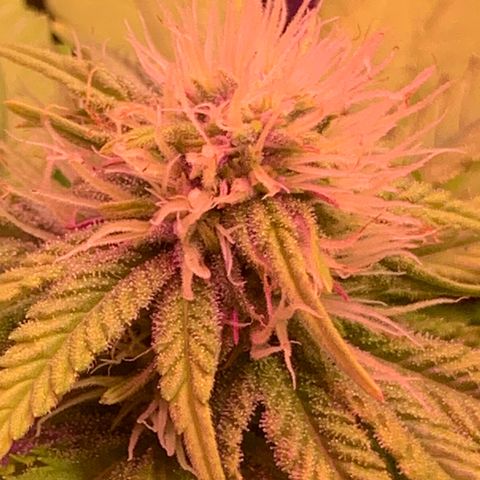 Gorila growlog photo: REGA E DESFOLIACAO 🔥🔥🔥🔥 