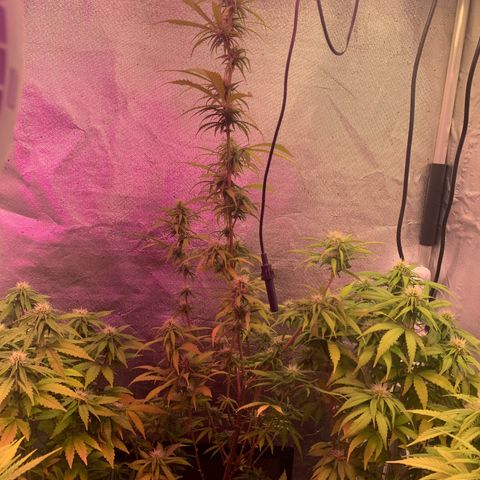 Gorila growlog photo: REGA E DESFOLIACAO 🔥🔥🔥🔥 