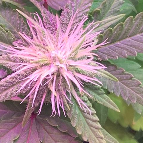 Gorila growlog photo: REGA E DESFOLIACAO 🔥🔥🔥🔥 