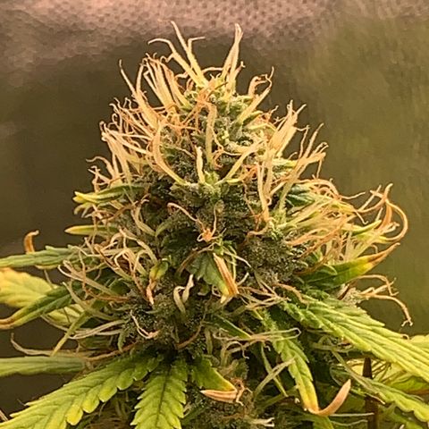 Gorila growlog photo: Teremos uma colheita feliz ❤️