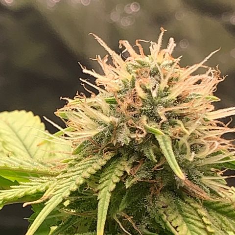Gorila growlog photo: Teremos uma colheita feliz ❤️