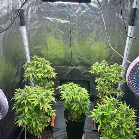 Gorila growlog photo: Teremos uma colheita feliz ❤️