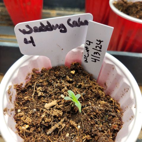 WC #4 growlog timeline photo