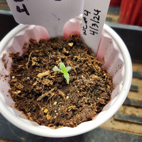 WC #4 growlog timeline photo