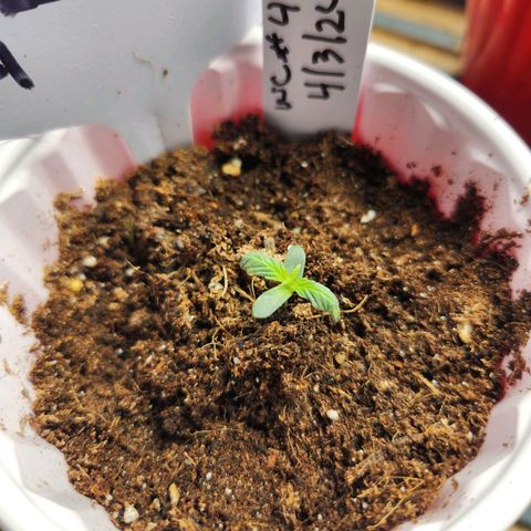 WC #4 growlog timeline photo