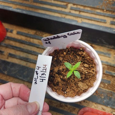 WC #4 growlog timeline photo