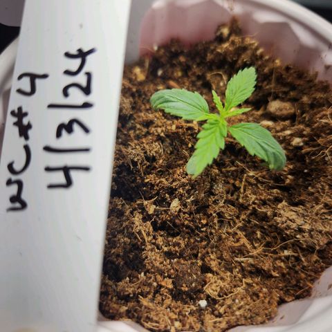 WC #4 growlog timeline photo