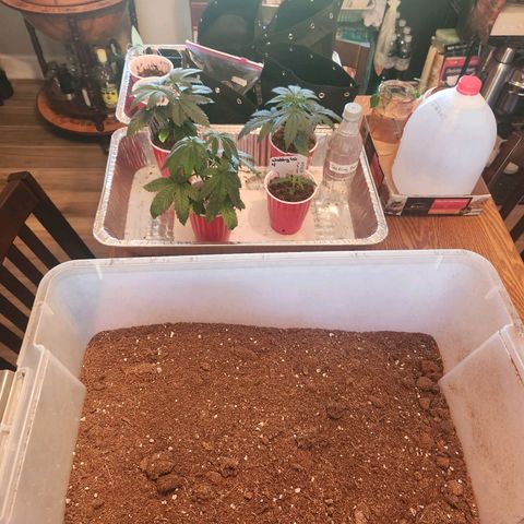 WC #4 growlog photo: Uppotting day