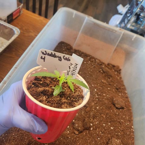 WC #4 growlog photo: Before