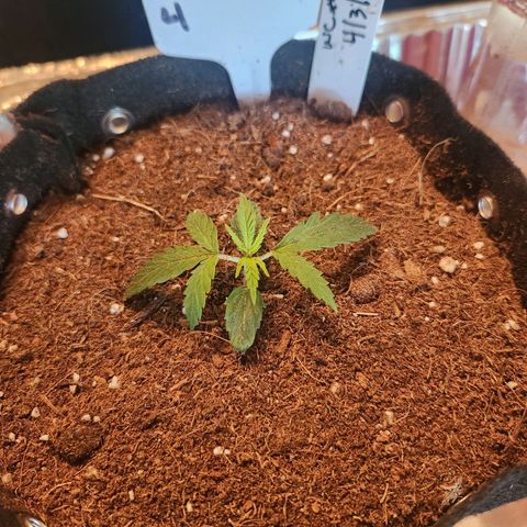 WC #4 growlog photo: After . Uppot  to 1 gal growbag mixed media soil & coco coir
