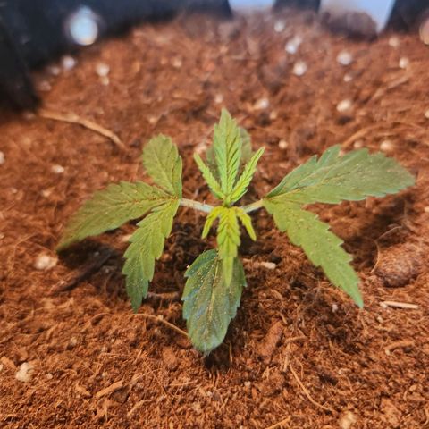 WC #4 growlog timeline photo