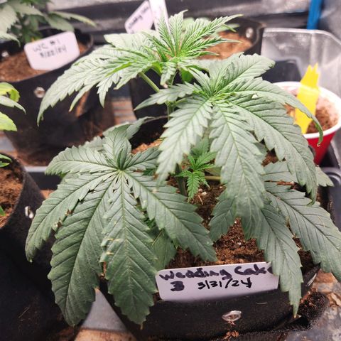 WC #4 growlog timeline photo