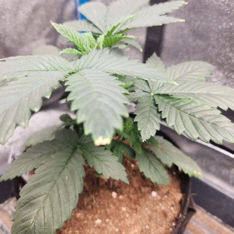 WC #4 growlog timeline photo