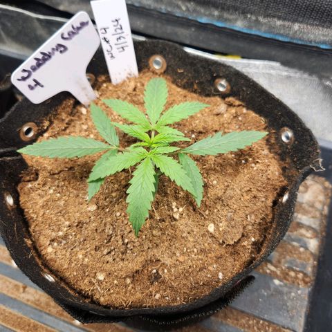 WC #4 growlog timeline photo