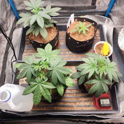 WC #4 growlog timeline photo