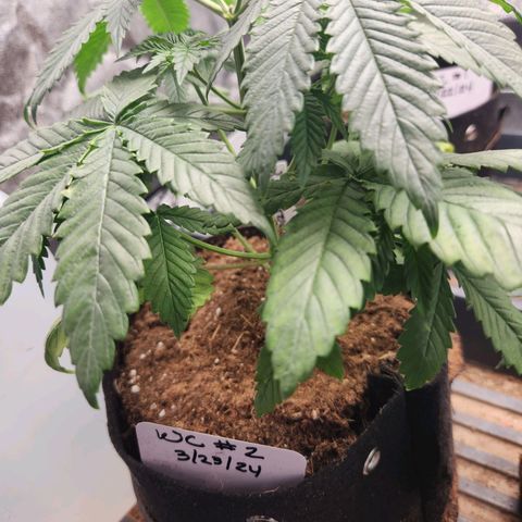 WC #4 growlog timeline photo