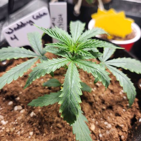 WC #4 growlog timeline photo